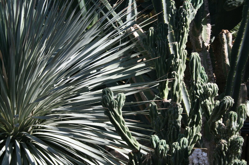 Spiky Succulent Plants