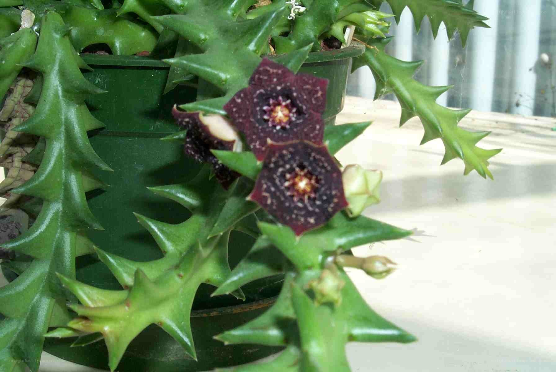 spiky succulent with dark flowers