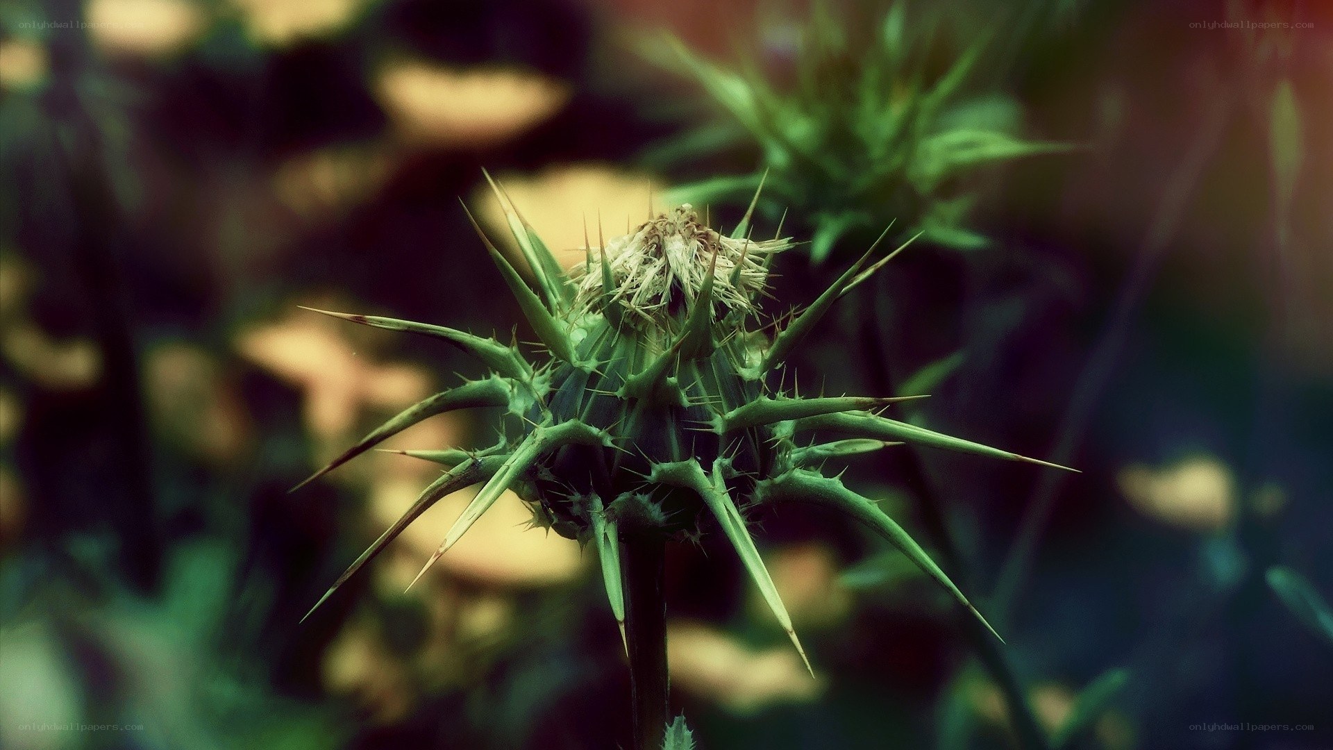 Spiky thistle flower close-up
