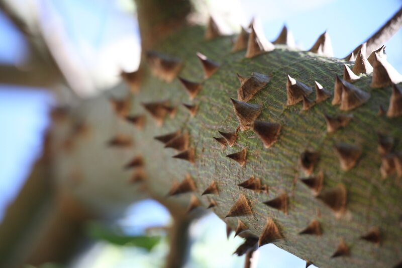 spiky tree branch