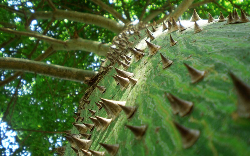 Spiky tree trunk with green bark