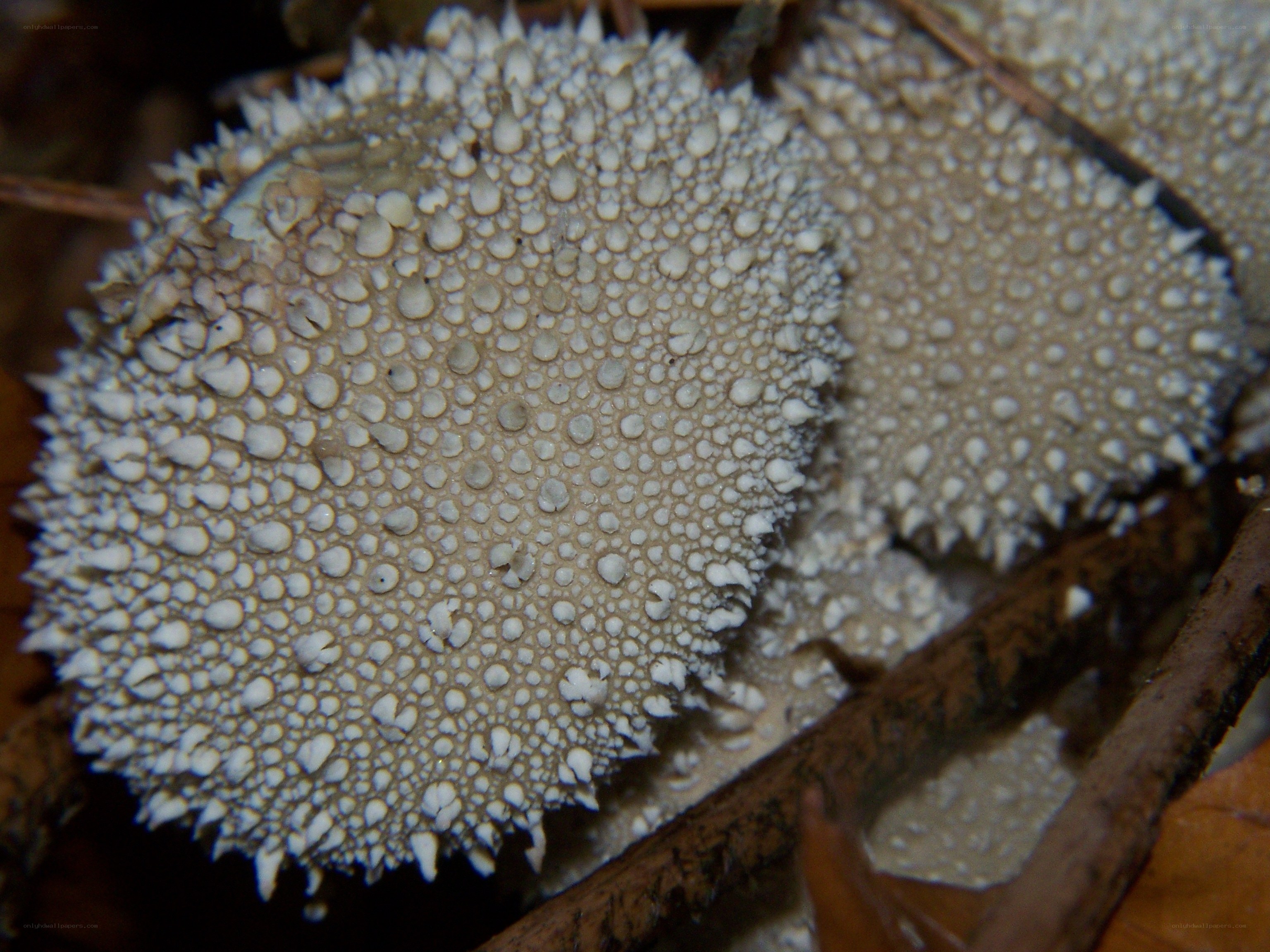 spiky white mushroom cap