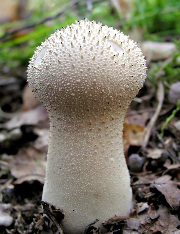 spiky white mushroom