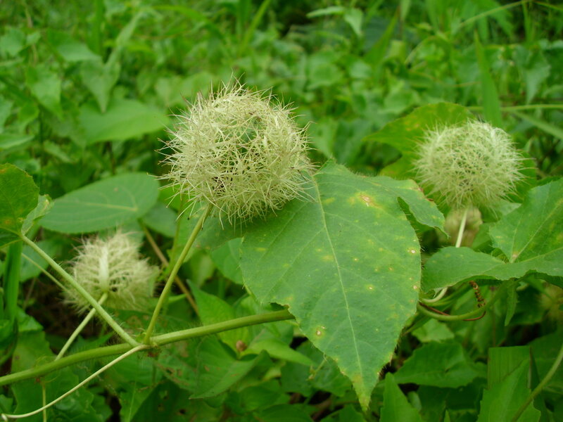 Spiky White Passionflower