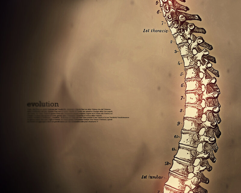 spinal anatomy illustration