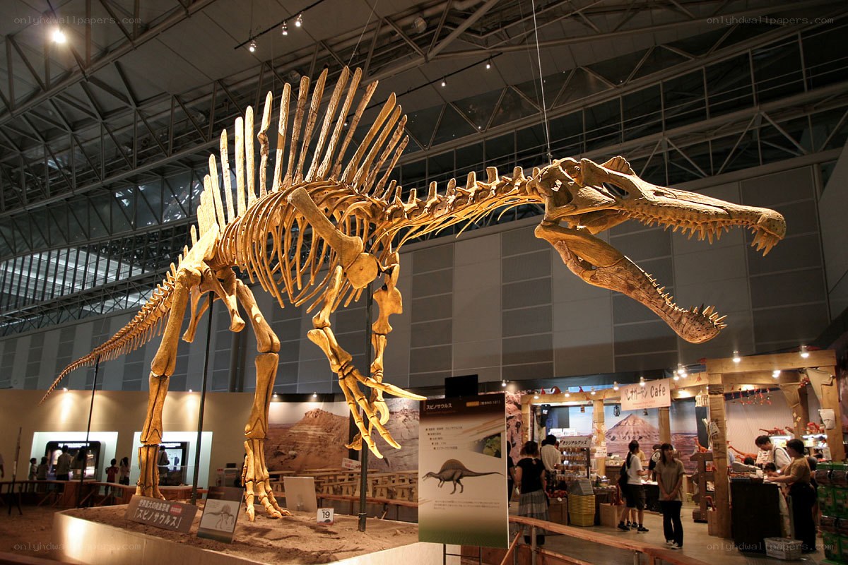 Spinosaurus skeleton exhibit
