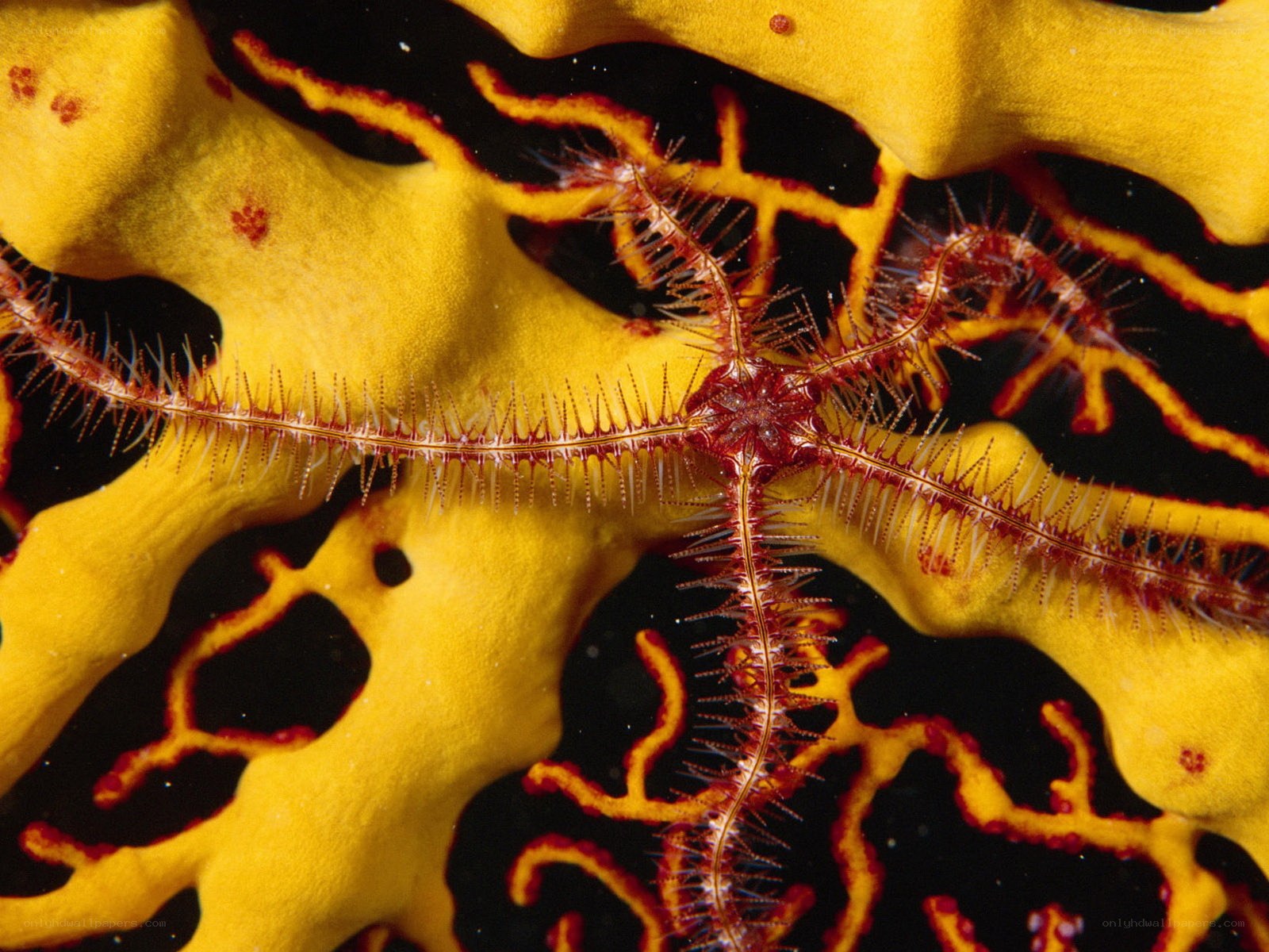 Spiny brittle star on yellow sponge