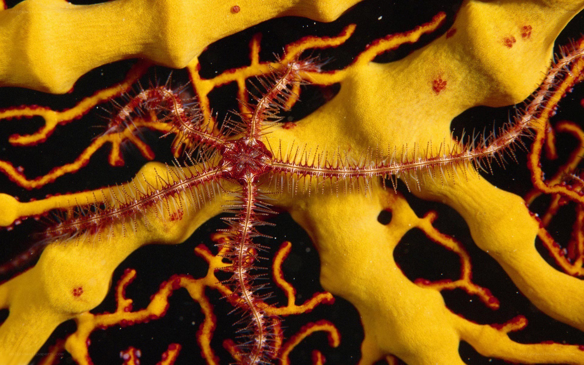 Spiny brittle star on yellow sponge