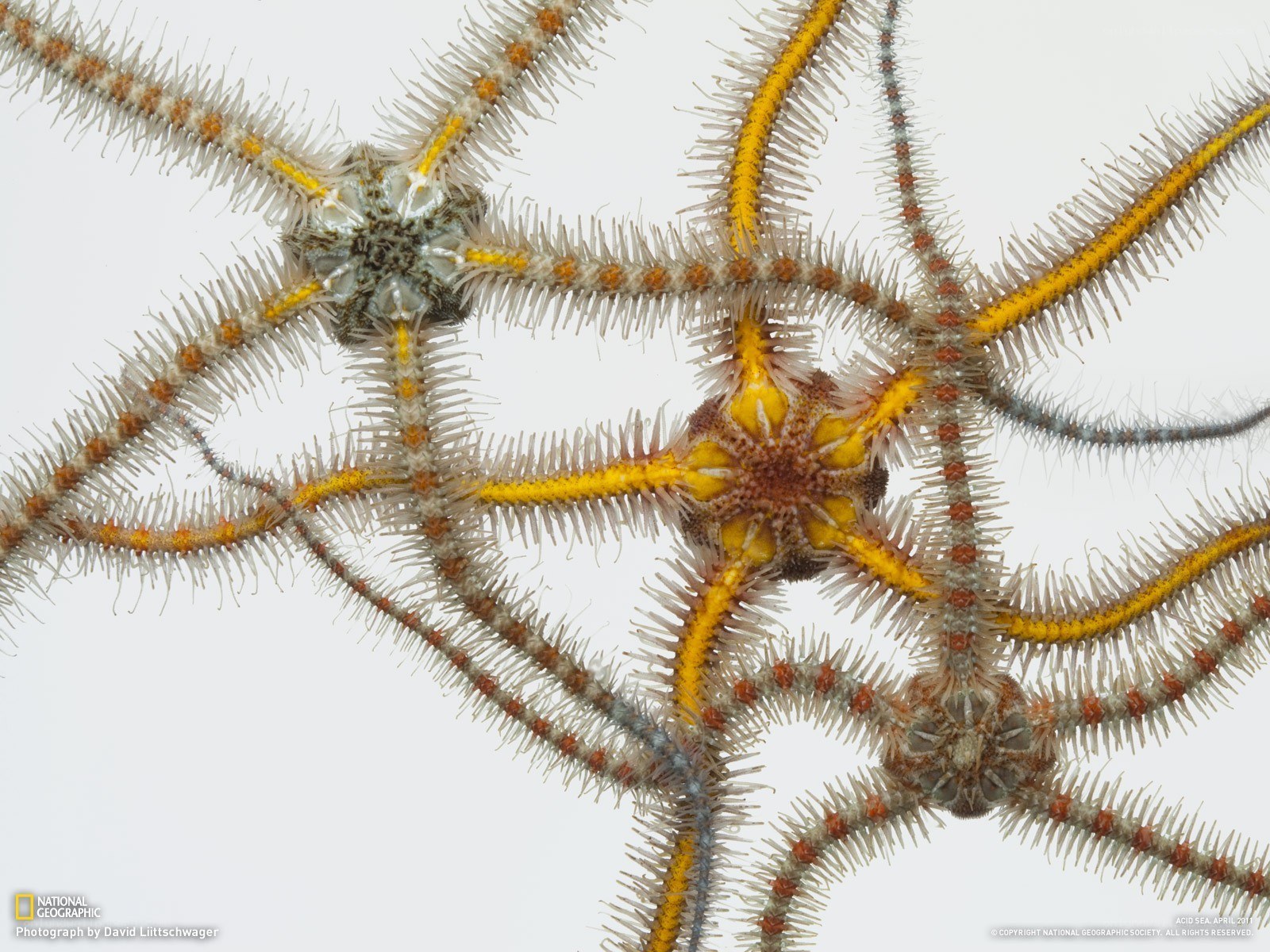 spiny brittle stars