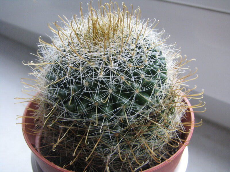 spiny cactus in a pot