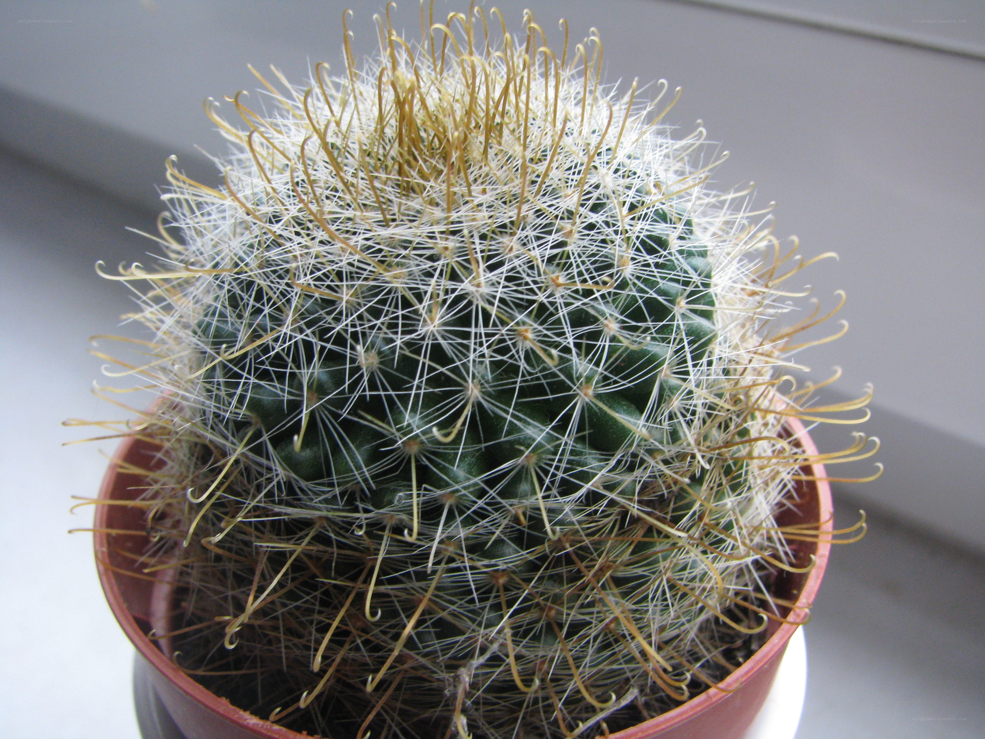 spiny cactus in a pot