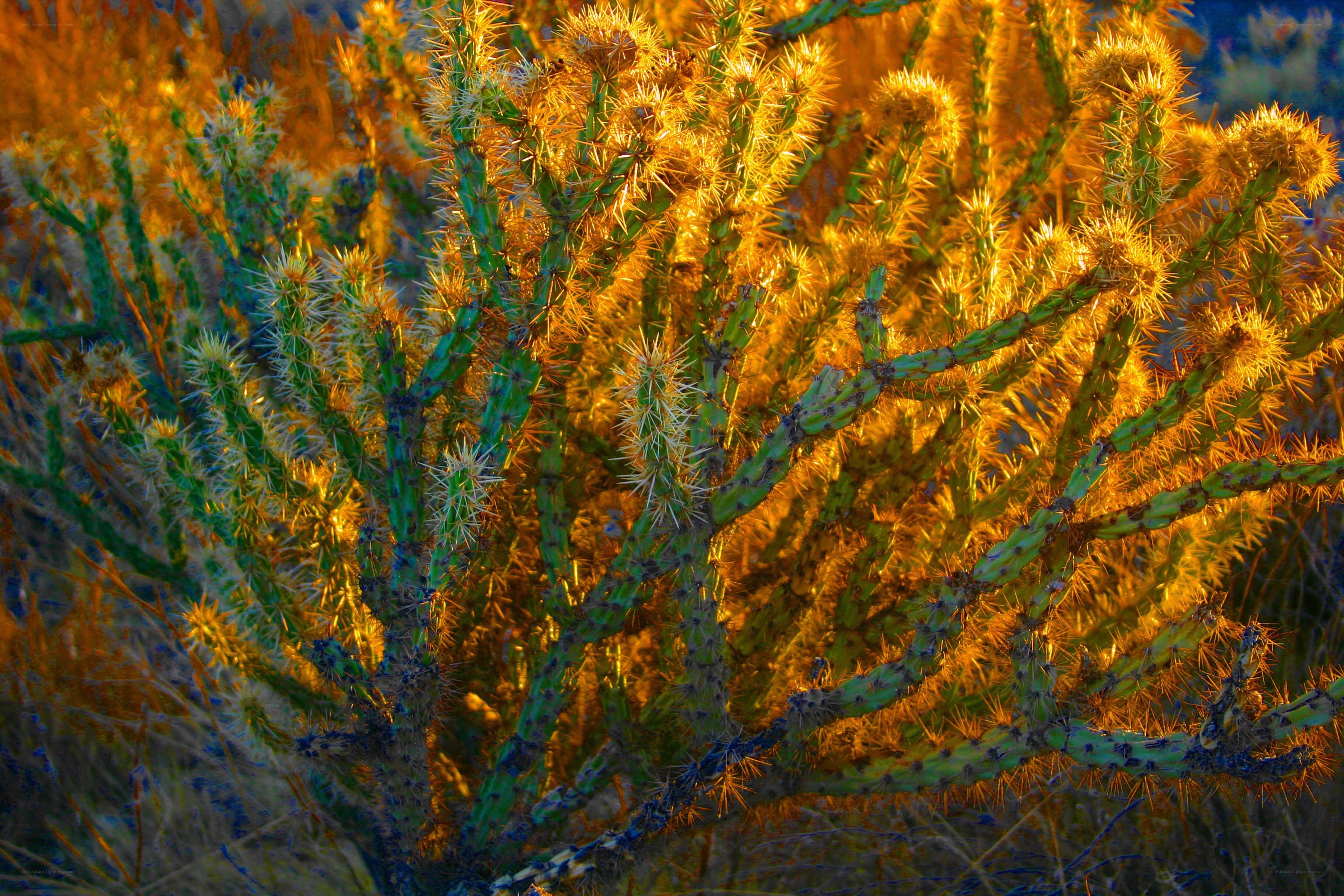 Spiny cactus in golden light