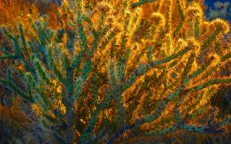 Spiny cactus in golden light