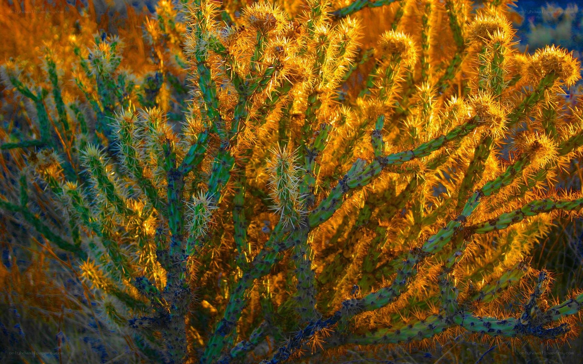 Spiny cactus in golden light