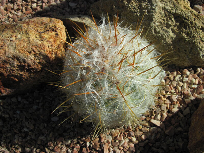 Spiny Cactus in Gravel