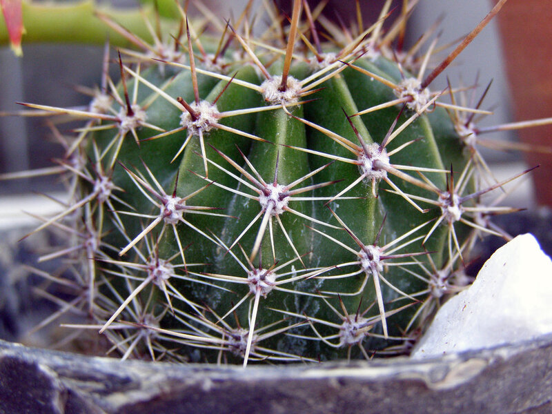 Spiny Cactus in Pot — Green