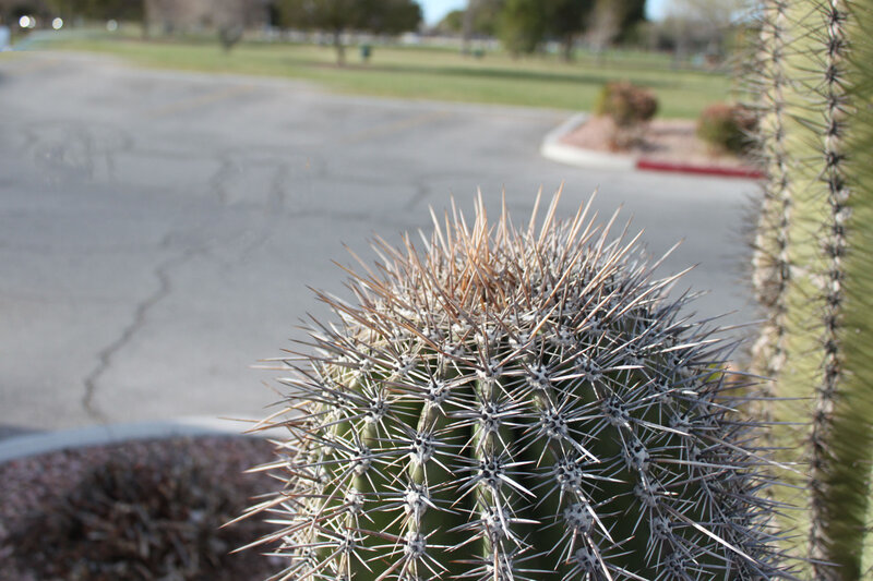 Spiny Cactus in Pot
