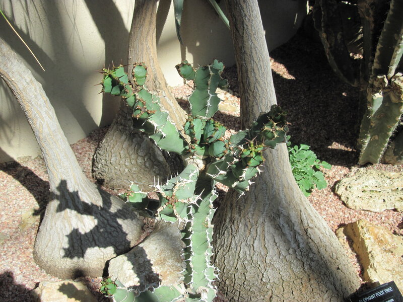 Spiny Cactus Plant — Green, Natural