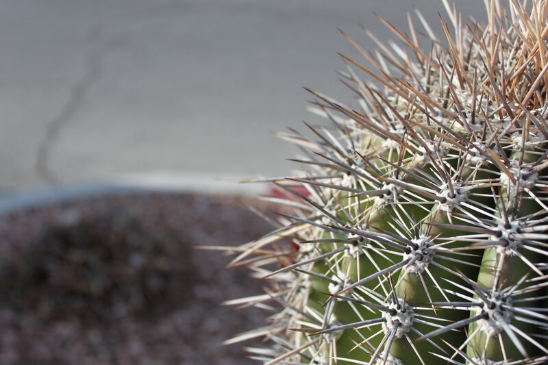 Spiny Cactus Plant — Green