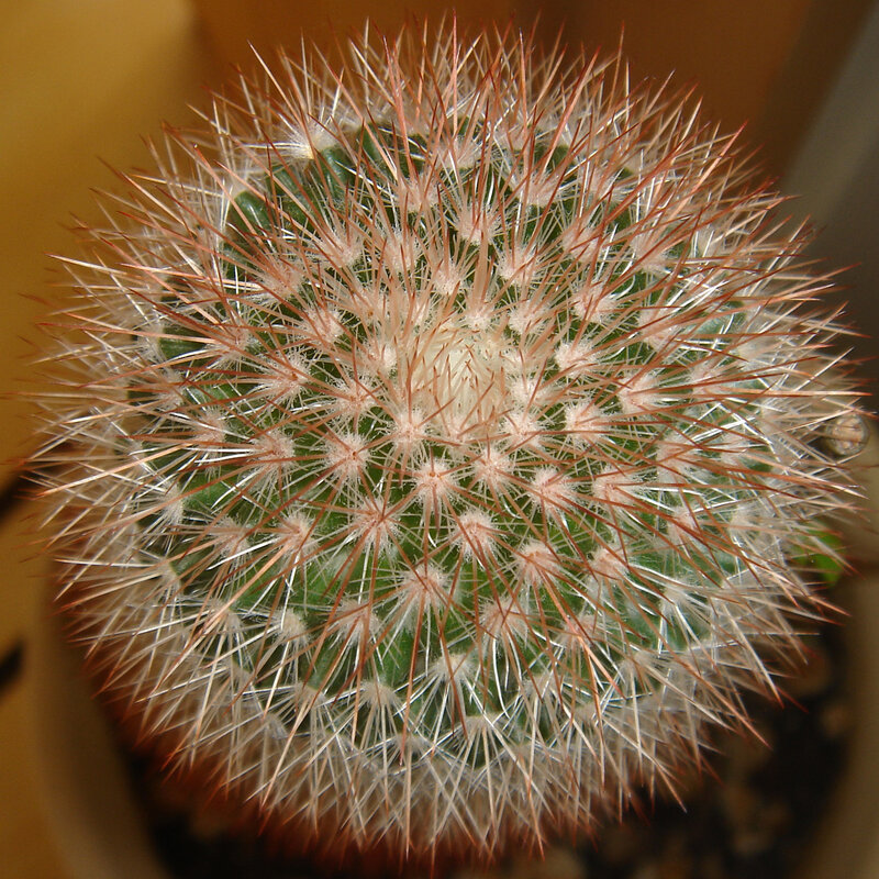 spiny cactus plant