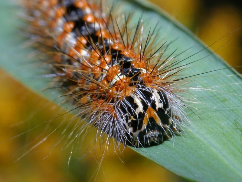 spiny caterpillar on a leaf
