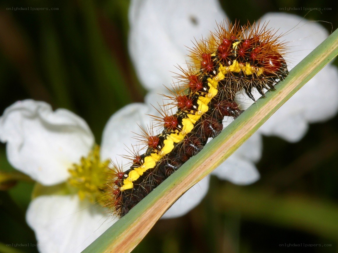 spiny caterpillar on a plant stem