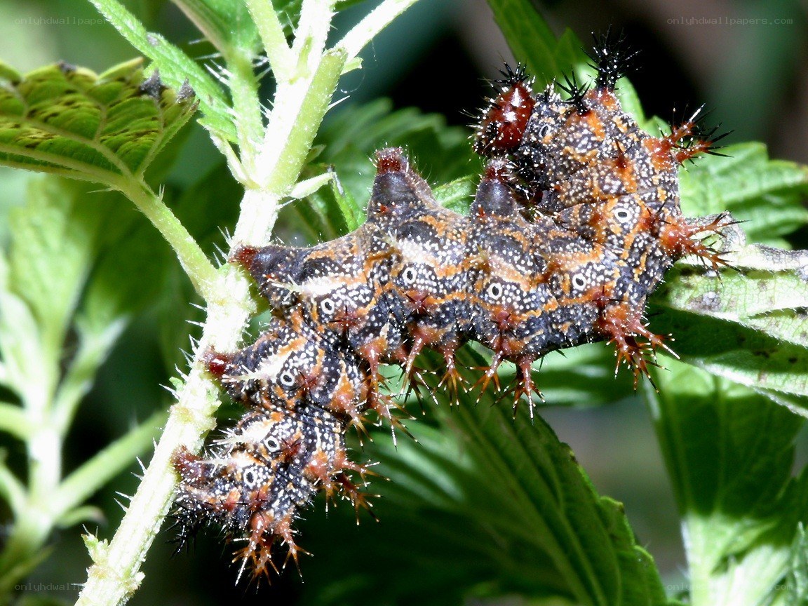 spiny caterpillar on a plant