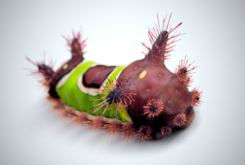 spiny caterpillar on its back