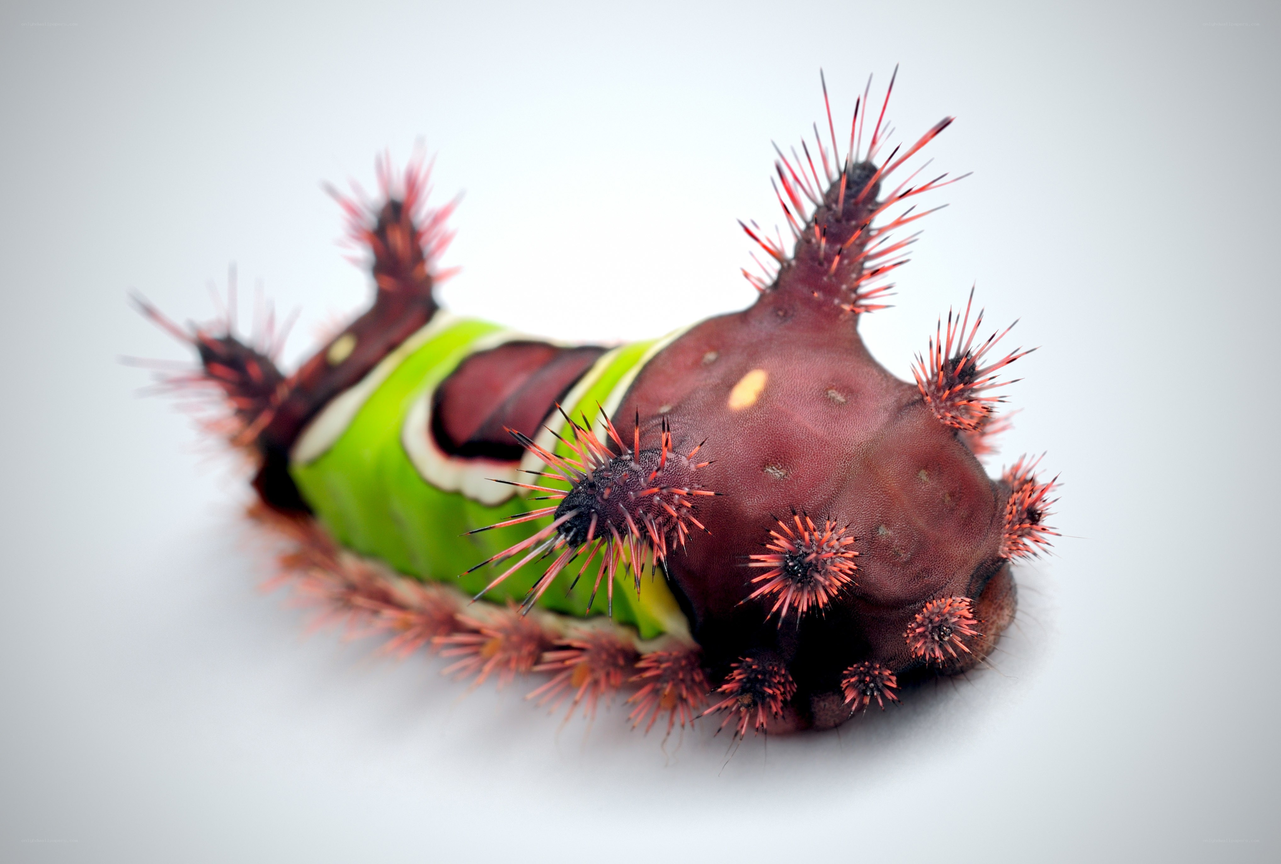 spiny caterpillar on its back
