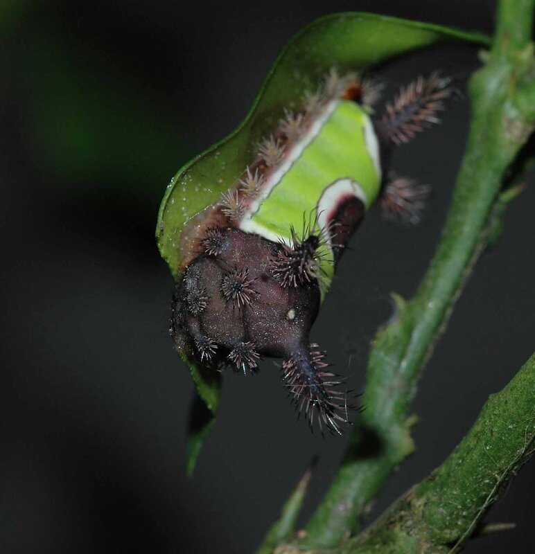 spiny caterpillar on leaf