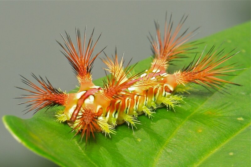 Spiny Caterpillar on Leaf — Green