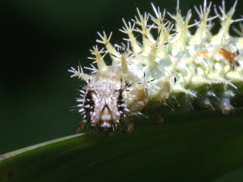 spiny caterpillar on leaf