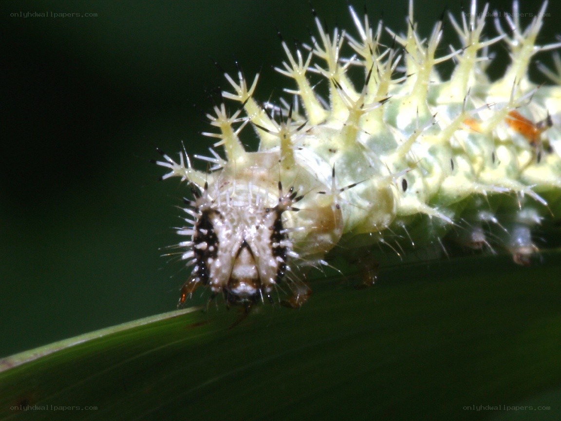 spiny caterpillar on leaf