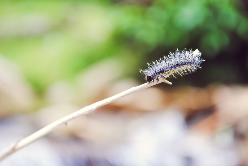 Spiny Caterpillar on Twig