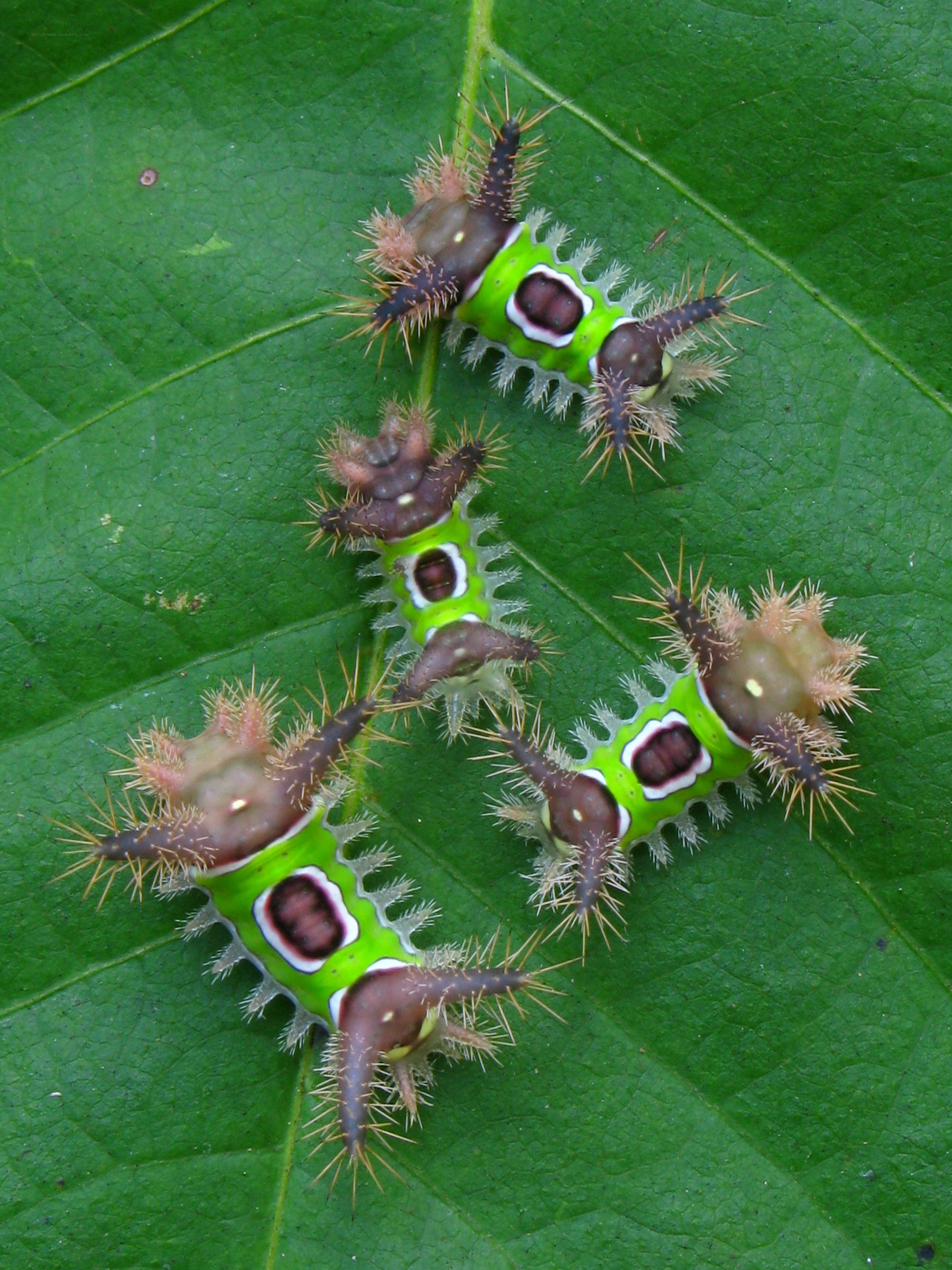 spiny caterpillars on a leaf