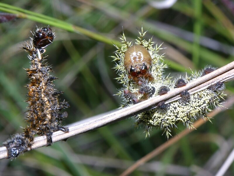 Spiny caterpillars on a plant stem