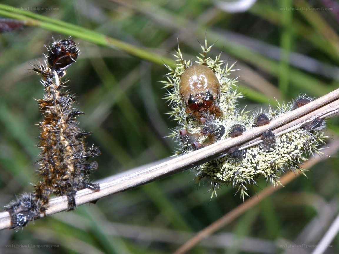 Spiny caterpillars on a plant stem
