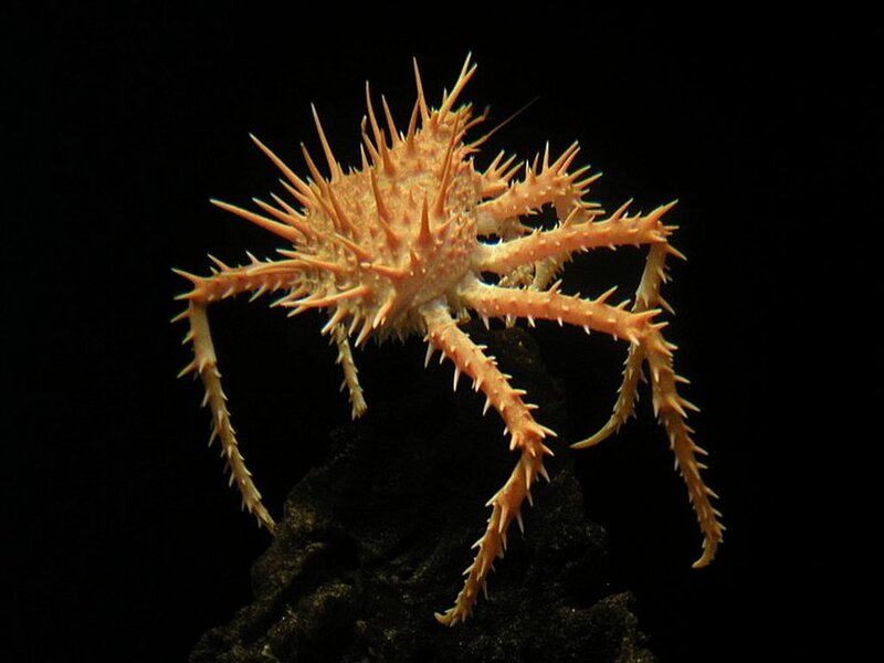 Spiny Crab on Rock — Orange