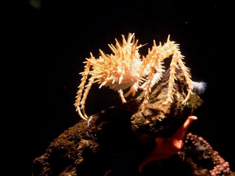 Spiny Crab on Rock