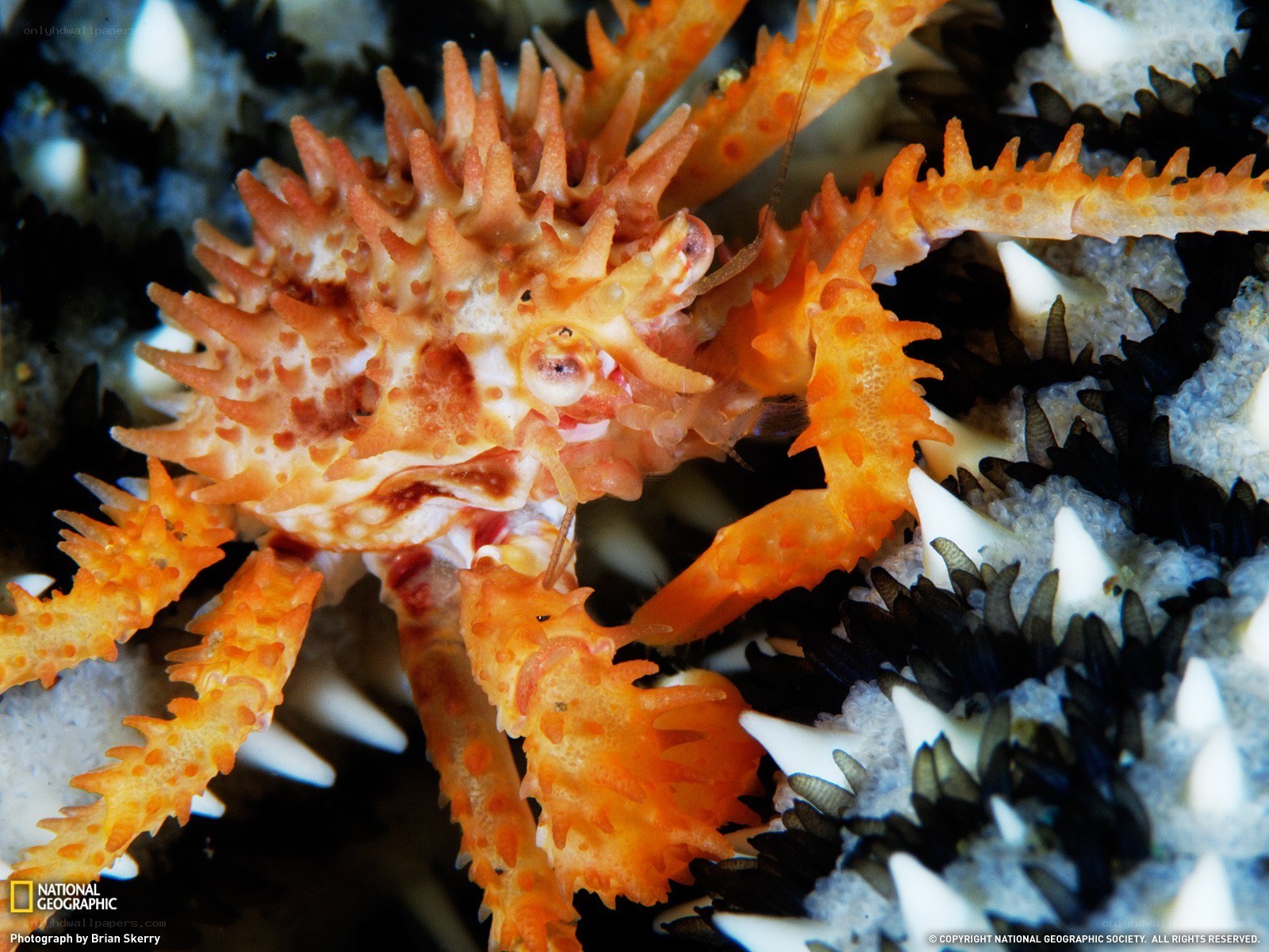 Spiny crab on sea urchin