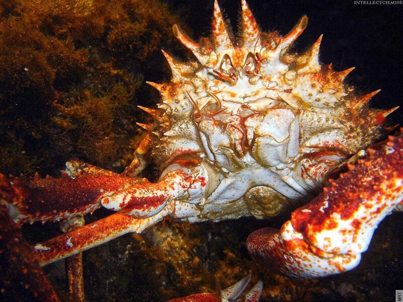 spiny crab underwater