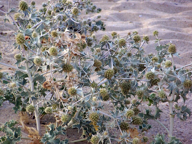 Spiny desert plant in sand