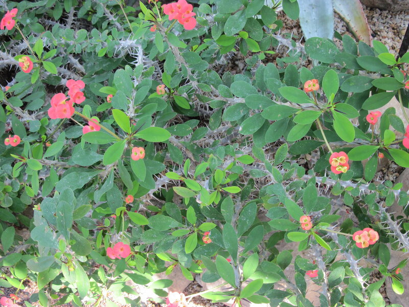 Spiny Euphorbia Plant