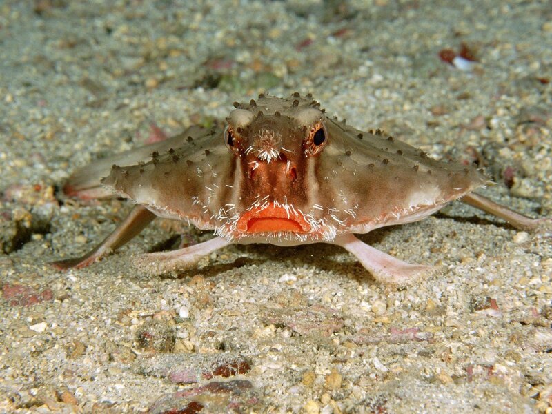 spiny frogfish on ocean floor