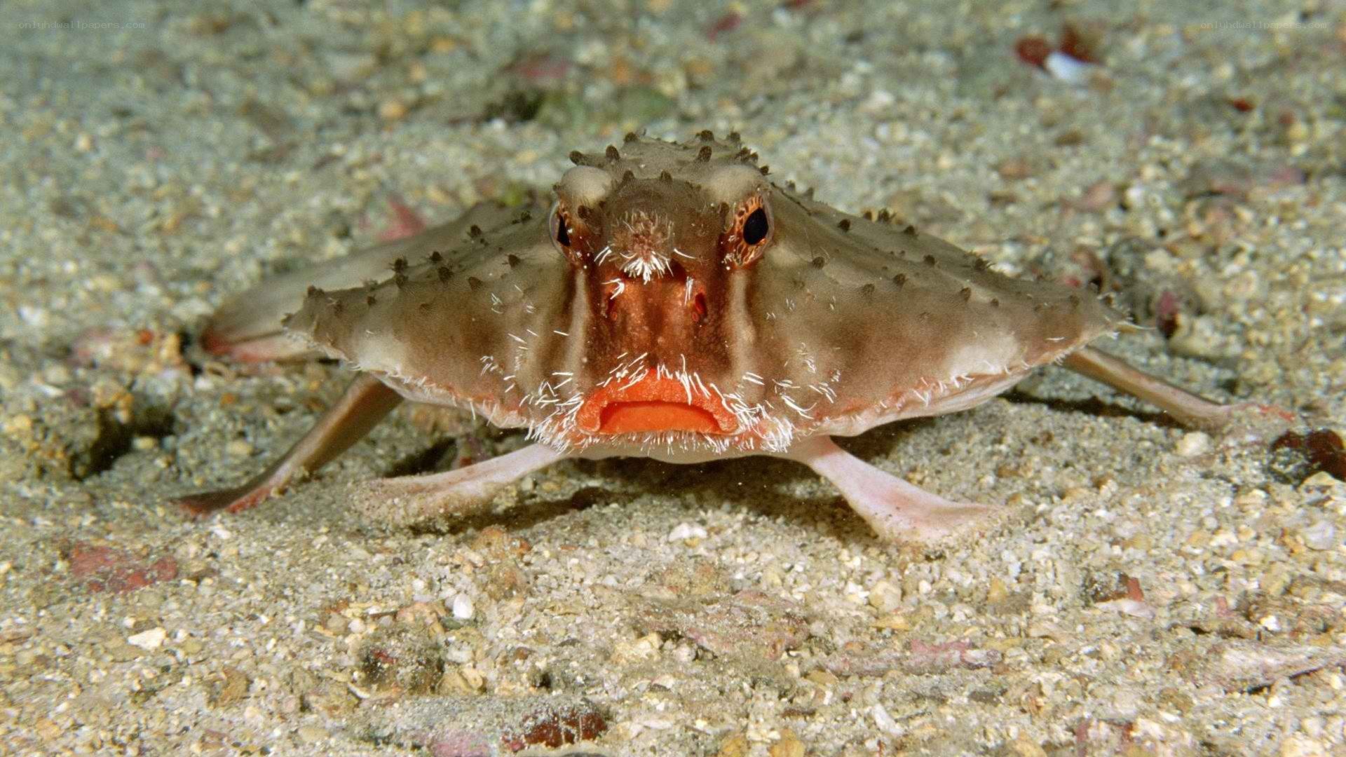 spiny frogfish on the seafloor