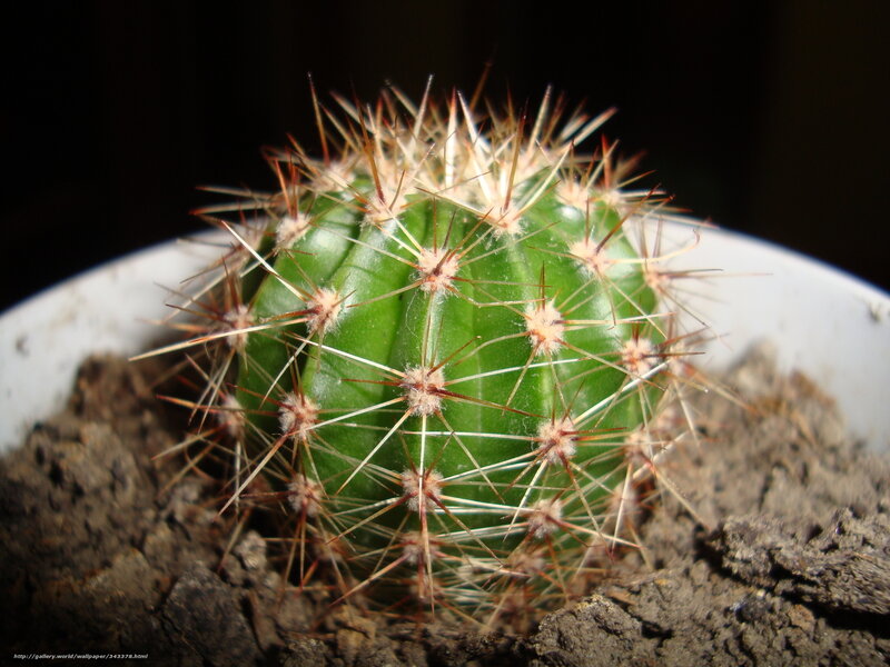 spiny green cactus in pot
