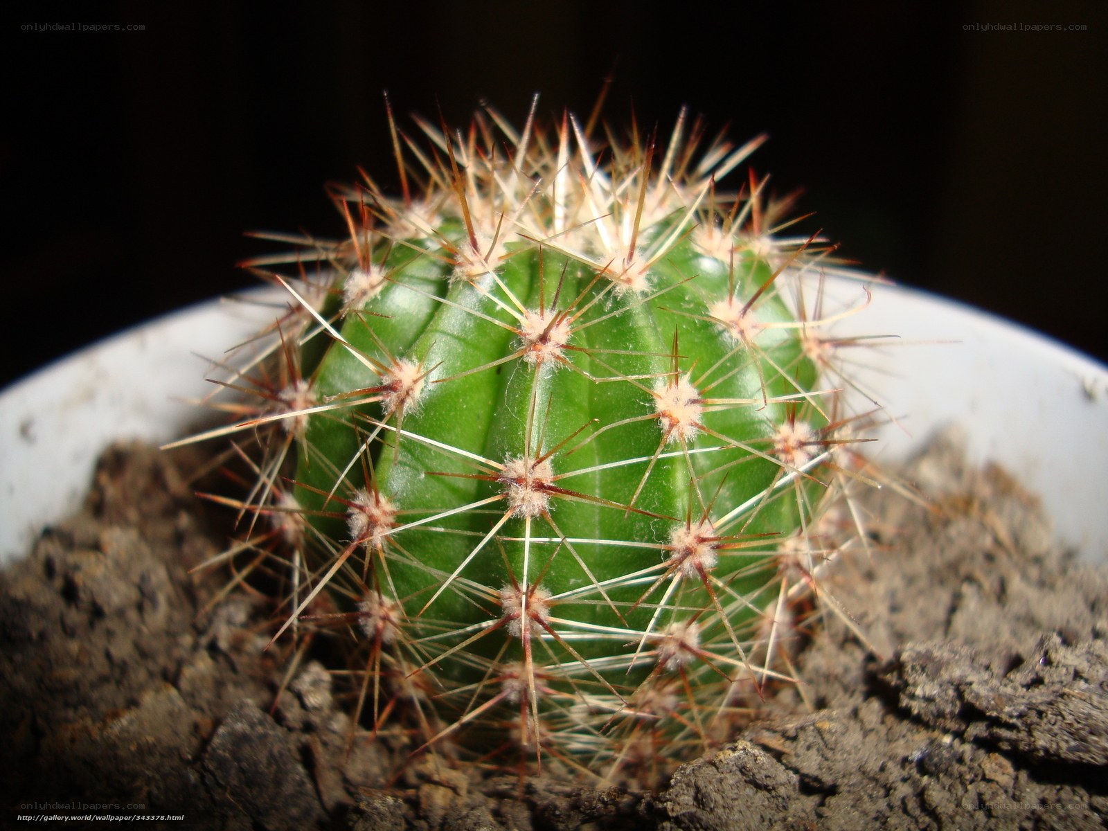 spiny green cactus in pot
