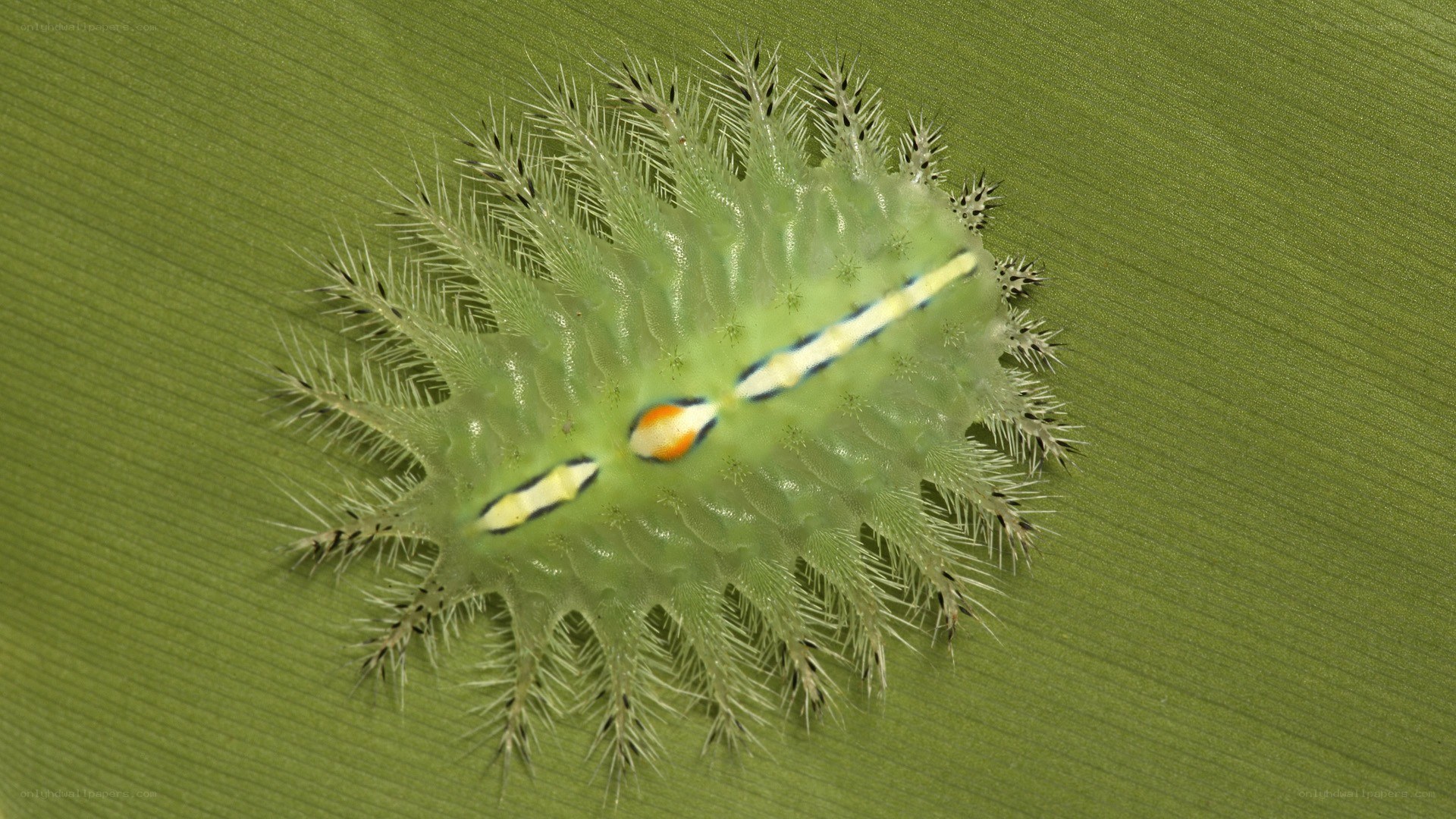 spiny green caterpillar on leaf