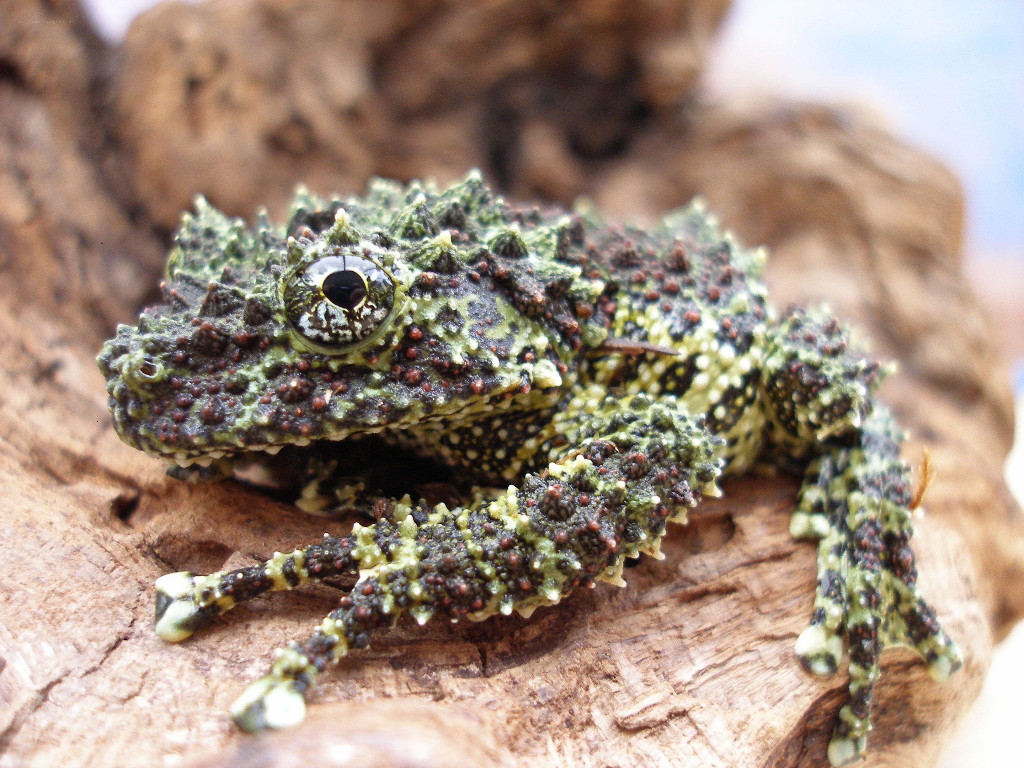 spiny green frog on wood