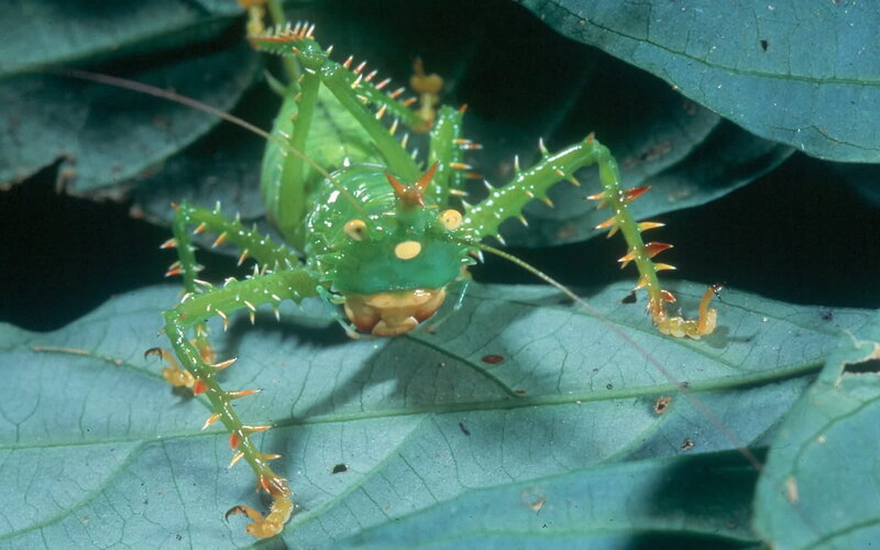 spiny green katydid on leaf